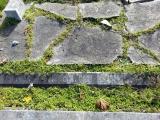 image of grave number 525356